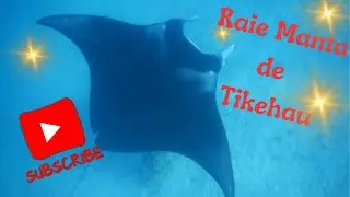 Tahiti et la Polyn&eacute;sie &Eacute;p 9, Tikehau ses raies Manta, Rangiroa son lagon Bleu, ses huitres perli&egrave;res