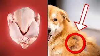 How To Know If Your Pet Has A Protein Allergy