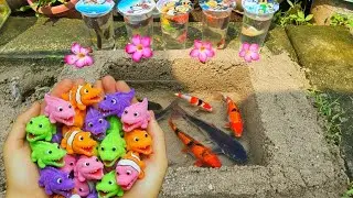 Unboxing Ikan Cupang Hias, Ikan Koki, Ikan Lele, Ikan Hias, Belut Moray, Ikan Molly, Ikan Guppy, Koi