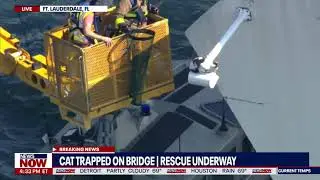 Cat trapped on bridge, saves itself after crazy rescue effort | NewsNOW from FOX