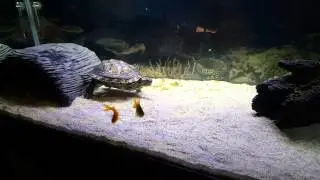 Smart turtle