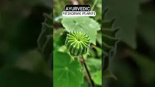 Ayurvedic and Medicinal Plant Atibala,Kanghi || Indian Mallow | পোটারী || Abutilon Indicum #shorts