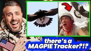 Ozzy Man Reviews Magpies and I&rsquo;m in Tears...😂 American Reacts