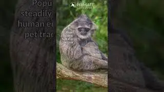 Silvery Gibbons in 34 seconds&mdash;Expert solo singers