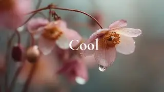 Calm Acoustic Guitar 🌿 Beautiful Background Music for Relaxation guitar music features 4  tracks