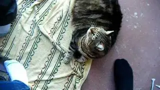 Polly the 40 Pound Cat 2