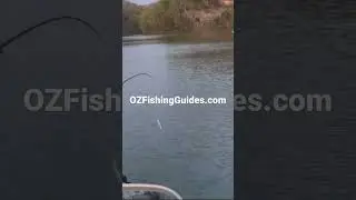 Topwater Striped Bass - Beaver Lake Arkansas