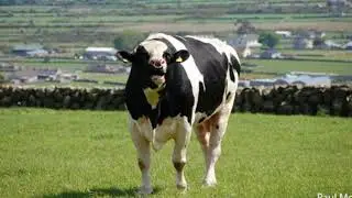 AWR: Animals in Disaster - Large Animal Stress Behaviors
