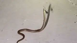 snake trapped in spider's web🐍🕷