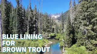 The Hunt for Washington's Elusive Backcountry Brown Trout
