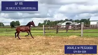 Midwest Breeder&rsquo;s Edition 2025 Lot 165 yearling video