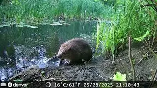 DE BEVER GEDIJT IN BAAKS BOS