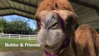 Bubba The Camel & Friends