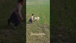Cute puppy oreo #comedy #shorts #ytshorts #pets #dog #animals
