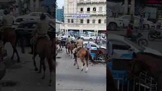 Dharmatala,Kolkata Horse Police #cityofjoykolkata