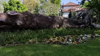 The FALL of the tree, Portugal