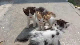 Kitten Crying When They Get Separated