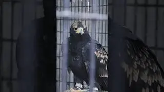 Rage for Falcons #birds #hunting #wildlife #falconry