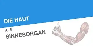 DIE HAUT ALS SINNESORGAN | Biologie | Biologie des Menschen (Mittelstufe)