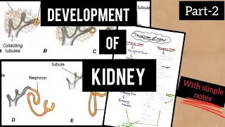 Development of kidney | embryology| Anatomy| #youtube