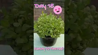 How to grow Methi/Fenugreek 🌿 easily at home