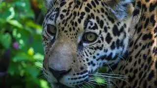 Jaguars: Keystone Species