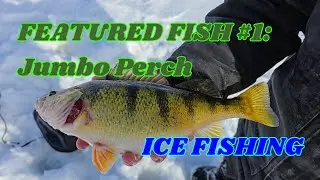 How to Catch JUMBO PERCH Ice Fishing! (Best Bait and Spots!)