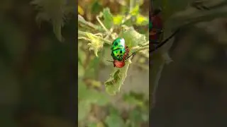 Green Bug #naturelovers#nature#explore#wild#insects#shorts#rescue#viral#world#shivji#
