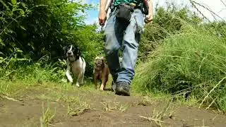 Truly Peaceful Dog Pack Walking
