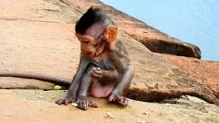 Angel Lizza very Cute & strong  baby monkey- Mom Lizzy is very good mom
