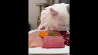 A little kitten comes here now #cat #cute kitten live food broadcasting raw meat bones