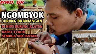 Ngombyok burung branjangan di klaten, semoga sih dapat jantan jantan amsbro