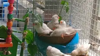 Zebra Finch Bathing Like a King 👑