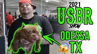 American  Bully Show Odessa Texas USBR event 2021