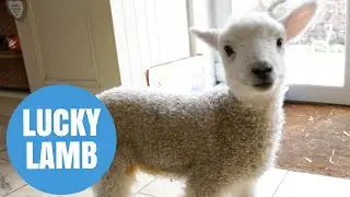Farmer saves life of lamb that fell in cold water - with a hairdryer