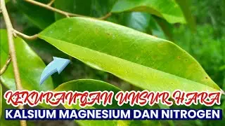 Cara Mengobati Pohon Durian Daun Menguning dan Pertumbuhan Stucnan