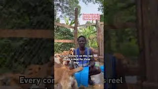 Каждый комментарий к этому ролику &mdash; это еда для этих кошек #dogshorts #adoptstray #petshub