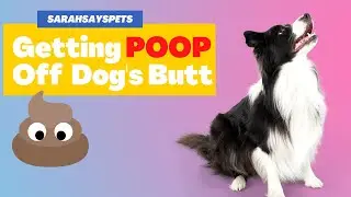 Как очистить задницу собаки/щенка от фекалий | Sarah Says Pets #TrainedbySarahHodgson
