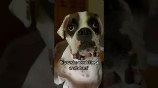 Chonk Would Never #funny #chonky #chonk #dog