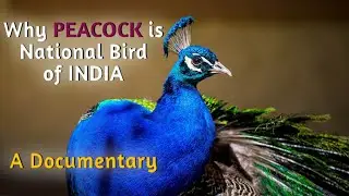 Why Peacock is National Bird of India | A documentary on Peacock.