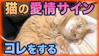 😻猫の心がわかる♥️愛らしい信頼サイン15選