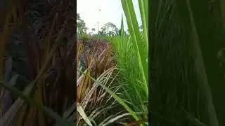 Super Napier and Red Napier grass for Dairy farms