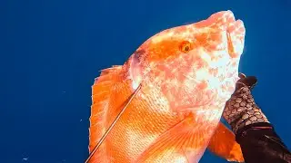 Spearfishing Red Emperor On The Great Barrier Reef Of Australia