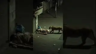 Lion Approaches Sleeping Man
