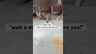 Kitten has 0 survival instinct 😭 #shorts #cat #catlovers