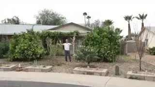 How I Prune Moringa Trees