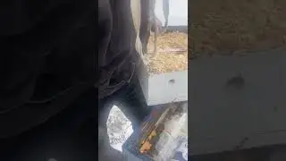 how important it is to feed bees in winter..