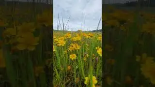 Wild  flowers #hike #hiking #nature
