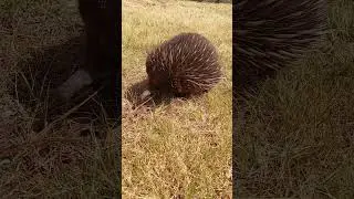 Echidna looking for ants , in our yard🦔😍#tasmania #echidna #wildlife #nature @olib774