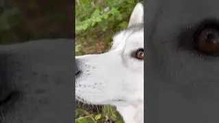 No Music and No Filter Needed Today #huskylife #siberianhusky #pets #귀여운강아지 #doglife #dog #nature
